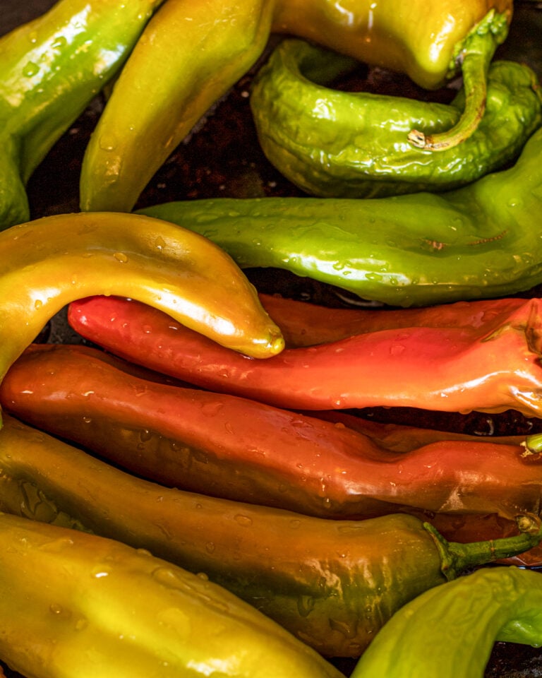 fresh Hatch chiles on a dark baking sheet showing ripeness stages from green to yellow to red